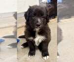 Small #1 Border Collie Mix