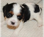 Small Photo #2 Cavalier King Charles Spaniel Puppy For Sale in MONTGOMERY, TX, USA