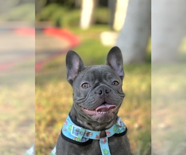 Medium Photo #1 French Bulldog Puppy For Sale in ADELANTO, CA, USA