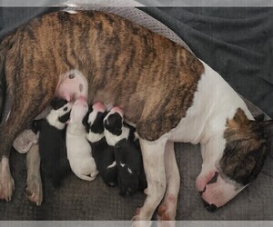 Bull Terrier Puppy for sale in GREENVILLE, NC, USA