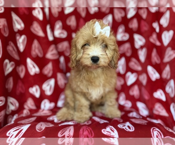 Medium Photo #4 Goldendoodle (Miniature) Puppy For Sale in LAKELAND, FL, USA