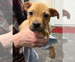 Mutt Dogs for adoption in Clarkston, MI, USA