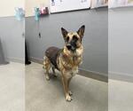 Small German Shepherd Dog Mix