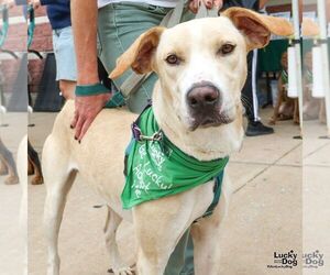Labrador Retriever-Retriever  Mix Dogs for adoption in Washington, DC, USA