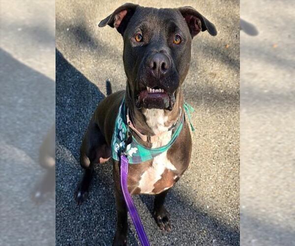 Medium Photo #2 American Pit Bull Terrier-Unknown Mix Puppy For Sale in Ocala, FL, USA