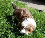 Small Photo #1 Mal-Shi-YorkiePoo Mix Puppy For Sale in ROCKVILLE, MD, USA