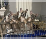 Small Photo #8 French Bulldog Puppy For Sale in VICTORVILLE, CA, USA