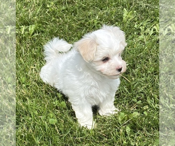 Medium Photo #11 Maltese Puppy For Sale in ROCK STREAM, NY, USA