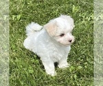 Small #10 Maltese