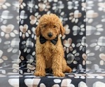 Small Photo #3 Goldendoodle Puppy For Sale in COCHRANVILLE, PA, USA