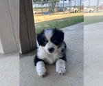 Small #11 Miniature Australian Shepherd