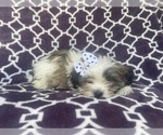 Small Photo #3 Zuchon Puppy For Sale in LAKELAND, FL, USA
