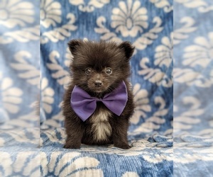 Pomeranian Puppy for sale in BUCK, PA, USA