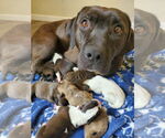 Small #10 American Pit Bull Terrier-Red Heeler Mix