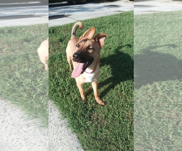 Medium Photo #3 Mutt Puppy For Sale in Holly Springs, NC, USA
