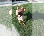 Small #2 Mutt