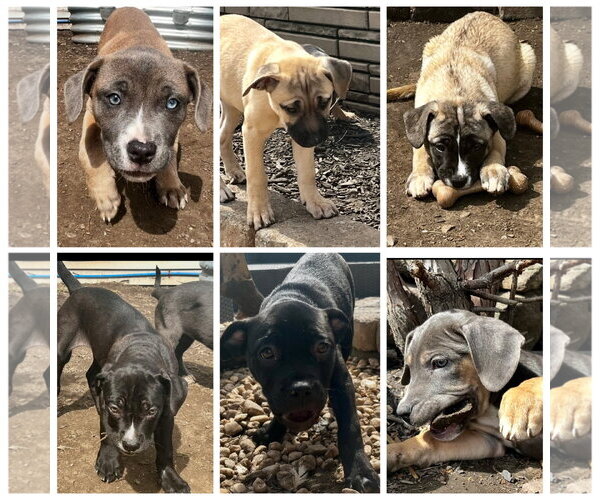 Medium Photo #3 Mutt Puppy For Sale in Pottstown, PA, USA