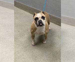 Bulldog-Unknown Mix Dogs for adoption in Las Vegas, NV, USA