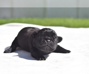 Pug Puppy for sale in PALM COAST, FL, USA
