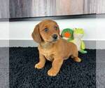 Small Photo #5 Doxle Puppy For Sale in FRANKLIN, IN, USA