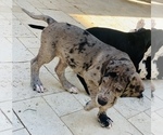 Small Photo #12 Great Dane Puppy For Sale in MARICOPA, AZ, USA