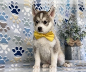 Pomsky-Siberian Husky Mix Puppy for sale in LANCASTER, PA, USA