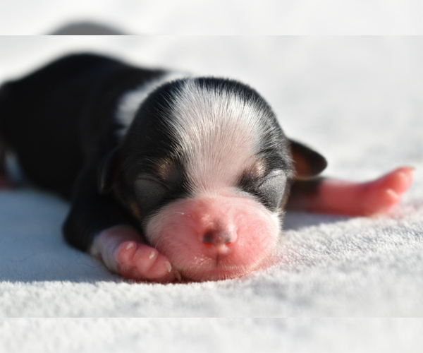 Medium Photo #2 Auss-Tzu Puppy For Sale in PALM COAST, FL, USA