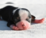 Small #1 Auss-Tzu