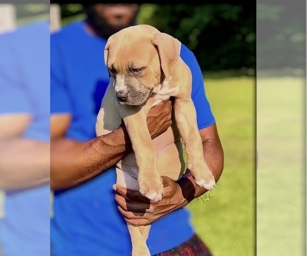 Medium Photo #3 American Bully Puppy For Sale in BEULAVILLE, NC, USA