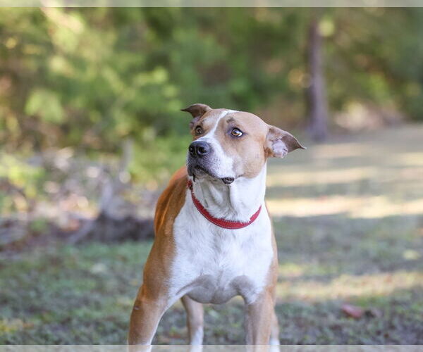 Medium Photo #7 Mutt Puppy For Sale in  Gainesville, FL, USA