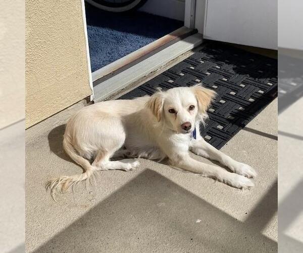 Medium Photo #4 Colonial Cocker Spaniel-Poodle (Miniature) Mix Puppy For Sale in San Diego, CA, USA