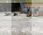 Small Photo #3 Belgian Malinois Puppy For Sale in VIOLET, LA, USA