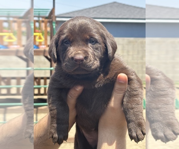 Medium Photo #4 Labrador Retriever Puppy For Sale in WEST COVINA, CA, USA