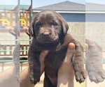 Small Photo #4 Labrador Retriever Puppy For Sale in WEST COVINA, CA, USA