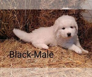 Maremma Sheepdog Puppy for sale in BRADNER, OH, USA