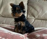 Small Photo #5 Yorkshire Terrier Puppy For Sale in WATERLOO, IA, USA