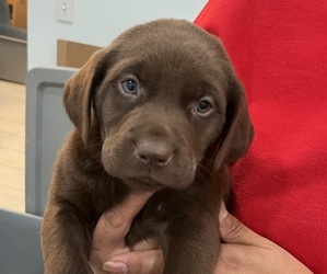 Labrador Retriever Puppy for sale in RIVERVIEW, FL, USA