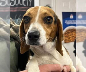Beagle Dogs for adoption in Bolivar, MO, USA
