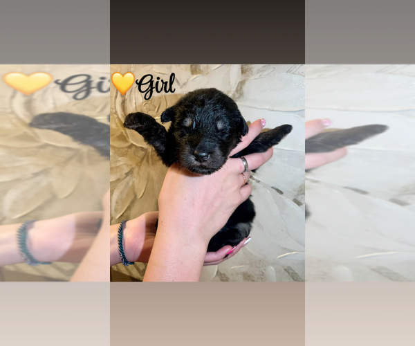 Medium Photo #13 Native American Indian Dog-Schnauzer (Giant) Mix Puppy For Sale in AMARILLO, TX, USA