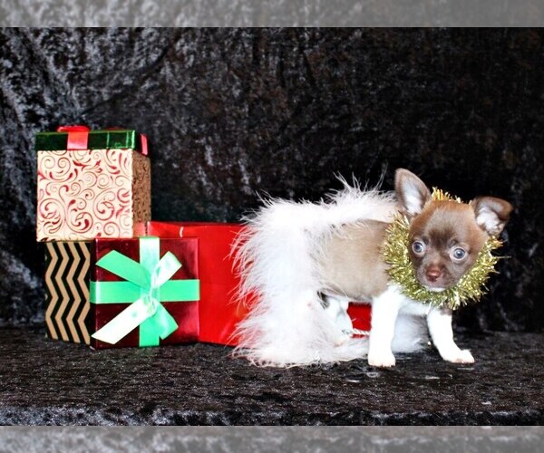 Medium Photo #35 Chihuahua Puppy For Sale in CHARLESTON, AR, USA