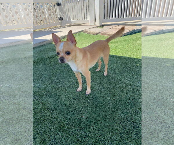 Medium Photo #1 Chihuahua-Unknown Mix Puppy For Sale in La Verne, CA, USA