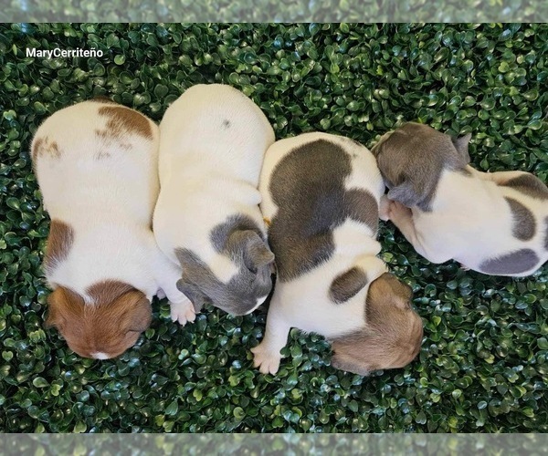 Medium Photo #10 French Bulldog Puppy For Sale in NORTH LAS VEGAS, NV, USA