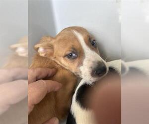 American Pit Bull Terrier-Unknown Mix Dogs for adoption in Houston, TX, USA