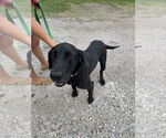 Small Great Dane-Labrador Retriever Mix