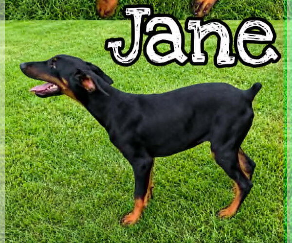 Medium Photo #2 Doberman Pinscher Puppy For Sale in Hinton, WV, USA