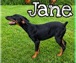 Small #1 Doberman Pinscher