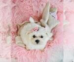 Small #19 Maltese