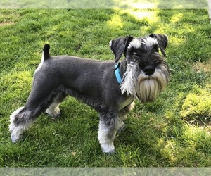 Schnauzer (Miniature) Puppy for sale in CROMWELL, CT, USA