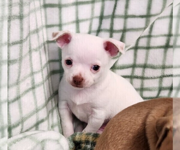 Medium Photo #3 Chihuahua Puppy For Sale in MOUNT AIRY, NC, USA