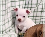 Small #2 Chihuahua